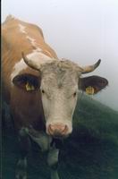 cow again